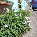 平島公園の草木たち１　草編