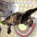 猫ちゃん…おいで…猫ちゃん…アッー