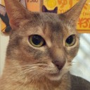 インフル復活　ななはちやさんと猫カフェ