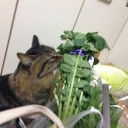 ベジタリニャン