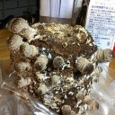 ゴルガリ腐敗農場