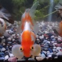 3月16日の日記　飼育276日目