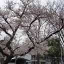 金魚は桜の季節に産卵