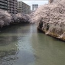 目黒は桜が綺麗です。