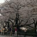 花曇り