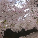 今年も金魚が産卵