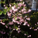 カイドウの花が満開