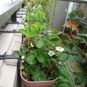 カイドウの花が満開