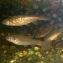 金魚の卵が孵化しました。