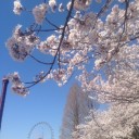 我が家の春