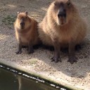 我が家の春