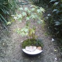 紅葉の盆栽