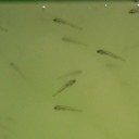 金魚の稚魚