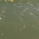 金魚の稚魚