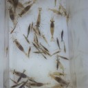 魚捕り。藤井寺市、石川（2014年4月20日)
