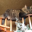 はみ出し猫