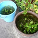 金魚が３回目の産卵