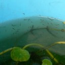 金魚が３回目の産卵