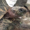 土曜　〓動物と作業と〓
