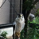 土曜　〓動物と作業と〓