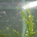 生後４日目の金魚の稚魚
