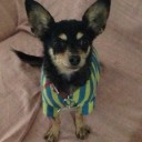 犬連れて旅行