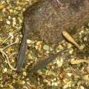 今年は金魚が４回産卵