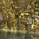 金魚の稚魚が全滅した原因