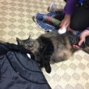 猫に襲われる1秒前