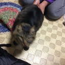 猫に襲われる1秒前