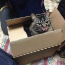 ご注文は茶猫ですか？