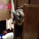 ご注文は茶猫ですか？