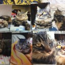 レオにゃん写真集発売！