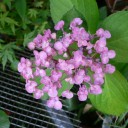 アジサイの花