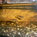 アマゴと金魚の飼育記録