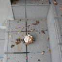 蜂の巣撃退の