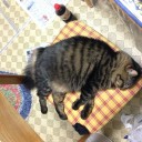 夢猫