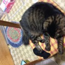 夢猫