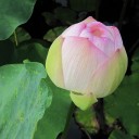 大濠公園を周回してきた！