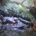 水槽の手入れ