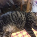 くそねこ
