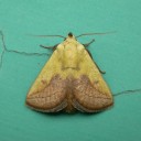 毒毛虫に刺される