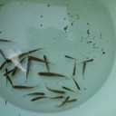 魚捕り。奈良県、當麻町その２（2014年9月14日)