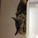 猫デッキ組みたいにゃー