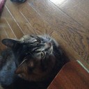 ネコミミ