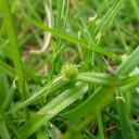 芝生の雑草取り