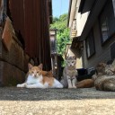 福岡の猫島、相島に行ってきた！！