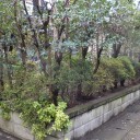 生垣の手直しと巣箱を取り付け！
