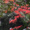 花より