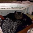 ねここたま